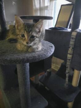 Jax -  Domestic Short Hair Cat for Adoption in Manhattan, Kansas - Jax | PetCurious