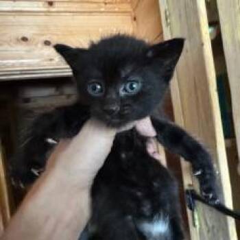 Millie -  Domestic Short Hair Cat for Adoption in West Palm Beach, Florida - Millie | PetCurious