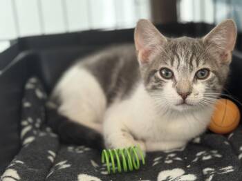 Rescue Domestic Short Hair Cats for Adoption in San Carlos, California - Elton | PetCurious