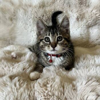 Fuji -  Domestic Short Hair Cat for Adoption in Penryn, California - Fuji | PetCurious