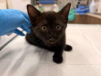 NIGIRI -  Domestic Short Hair Cat for Adoption in Baytown, Texas - NIGIRI | PetCurious