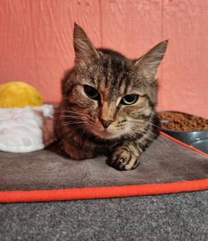 Domestic Short Hair Cats Available for Adoption in Point Pleasant, West Virginia - Crabbypants | PetCurious