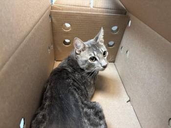 Purse -  Domestic Short Hair Cat for Adoption in New York, New York - Purse | PetCurious