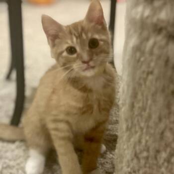 Domestic Short Hair Cats Available for Adoption in Philadelphia, Pennsylvania - Mango | PetCurious