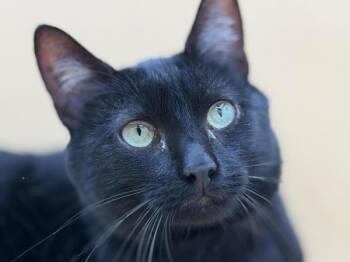 Oso -  Domestic Short Hair and Manx Cat for Adoption in Portland, Oregon - Oso | PetCurious