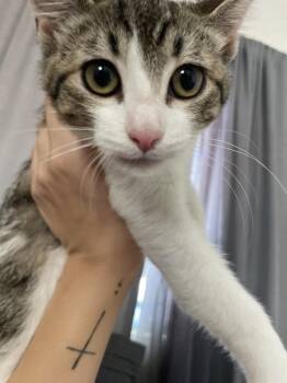 Pebbles -  Domestic Short Hair Cat for Adoption in Jemez Pueblo, New Mexico - Pebbles | PetCurious
