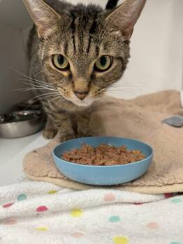 Rescue Domestic Short Hair Cats for Adoption in Cleveland, Ohio - Chewy | PetCurious