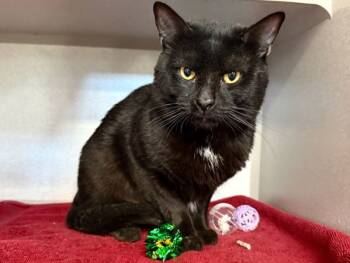 Rescue Domestic Short Hair Cats for Adoption in New York, New York - Chico | PetCurious
