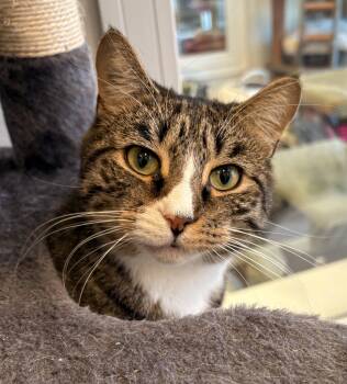 Rescue Tabby Cats for Adoption in Warwick, New York - Magnolia Bonded With Mars | PetCurious