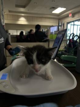 Domestic Short Hair Cats Available for Adoption in Las Vegas, Nevada - GUAPO | PetCurious