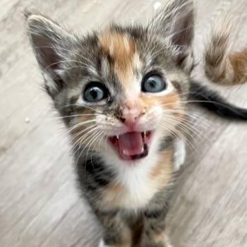 Fairy Kitty -  Domestic Short Hair Cat for Adoption in Los Angeles, California - Fairy Kitty | PetCurious