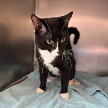 Jesse -  Domestic Short Hair Cat for Adoption in Council Bluffs, Iowa - Jesse | PetCurious