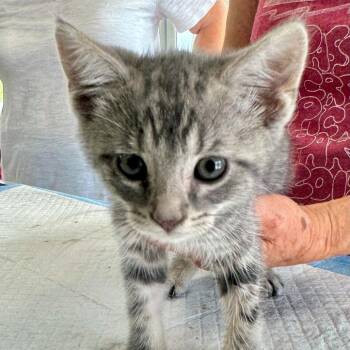 Dominic May -  Domestic Short Hair Cat for Adoption in Woodstock, Virginia - Dominic May | PetCurious