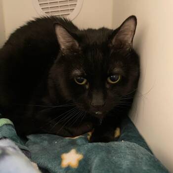 Domestic Short Hair Cats Available for Adoption in Lindenhurst, New York - 6-198 Taz | PetCurious