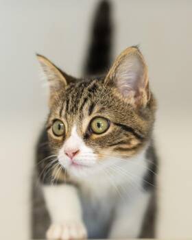 ISOLDE (0090) -  Domestic Short Hair Cat for Adoption in Bridgeport, Connecticut - ISOLDE (0090) | PetCurious