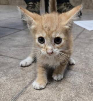 Apricat -  Domestic Short Hair Cat for Adoption in Gainesville, Florida - Apricat | PetCurious