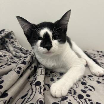 Arlen -  Domestic Short Hair Cat for Adoption in Walnut Creek, California - Arlen | PetCurious