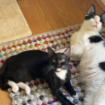 Rescue Domestic Medium Hair Cats for Adoption in Los Angeles, California - PeekAboo | PetCurious