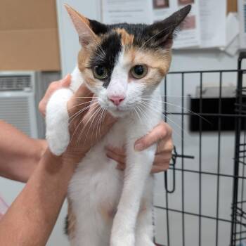 Domestic Short Hair Cats Available for Adoption in Buchanan Dam, Texas - Vera | PetCurious