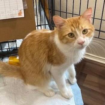 Domestic Medium Hair Cats Available for Adoption in Schertz, Texas - Cassie (SH) | PetCurious