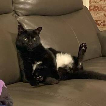 Lucky -  Domestic Short Hair Cat for Adoption in Briarcliff Manor, New York - Lucky | PetCurious