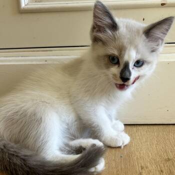 Domestic Short Hair Cats Available for Adoption in Richmond, California - DAWN | PetCurious