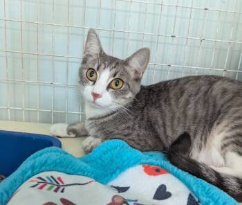 Rescue Domestic Short Hair Cats for Adoption in Kingsland, Georgia - Suki | PetCurious