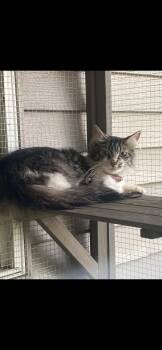 Rescue Domestic Medium Hair Cats for Adoption in Waveland, Indiana - Melody | PetCurious