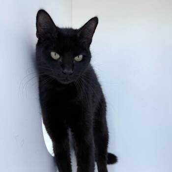 Domestic Short Hair Cats Available for Adoption in Warwick, Rhode Island - Mayonnaise | PetCurious