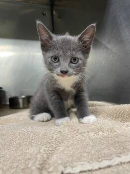 Marcy -  Domestic Medium Hair Cat for Adoption in Murray, Kentucky - Marcy | PetCurious