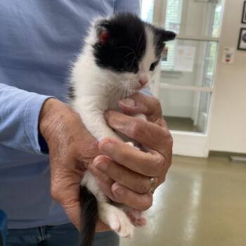 Sponge -  Domestic Short Hair Cat for Adoption in Harrisonburg, Virginia - Sponge | PetCurious