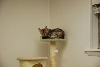 Rescue Bengal Cats for Adoption in Fort Collins, Colorado - Harvey | PetCurious