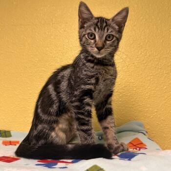 Doodle -  Domestic Medium Hair Cat for Adoption in Fresno, California - Doodle | PetCurious