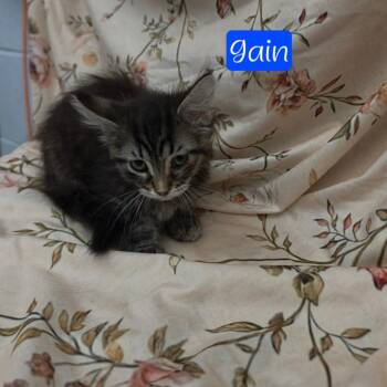 Gain -  Domestic Long Hair Cat for Adoption in Parkersburg, West Virginia - Gain | PetCurious