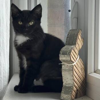 SWEETS -  Domestic Short Hair Cat for Adoption in Hagerstown, Maryland - SWEETS | PetCurious