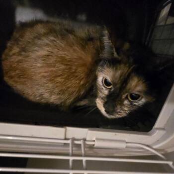 Pharita -  Domestic Short Hair Cat for Adoption in Klamath Falls, Oregon - Pharita | PetCurious