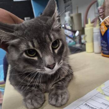 Domestic Short Hair Cats Available for Adoption in Ardmore, Oklahoma - Sooner | PetCurious