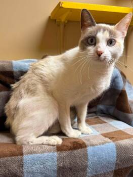 Marylin -  Domestic Short Hair Cat for Adoption in Maryville, Missouri - Marylin | PetCurious