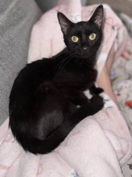 Nutella -  Domestic Short Hair Cat Available for Adoption in Kinston, North Carolina - Nutella | PetCurious
