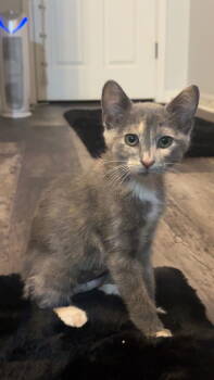 Rescue Dilute Calico Cats for Adoption in Land O