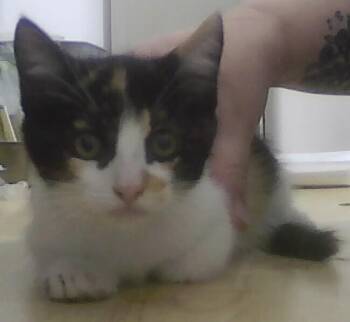 Domestic Short Hair Cats Available for Adoption in Dayton, Minnesota - Bippity | PetCurious