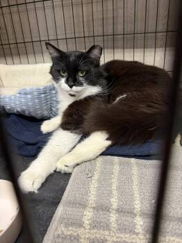 Tank -  Domestic Long Hair Cat for Adoption in Blairsville, Georgia - Tank | PetCurious