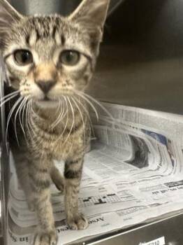 Melony -  Domestic Short Hair Cat for Adoption in Wichita, Kansas - Melony | PetCurious