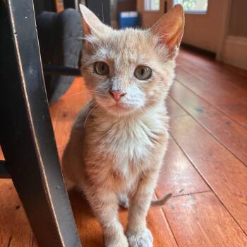 Winnie -  Domestic Short Hair Cat for Adoption in Saugerties, New York - Winnie | PetCurious