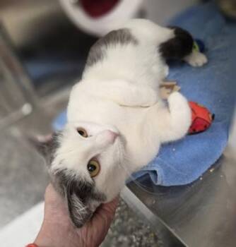 Katie -  Domestic Short Hair Cat Available for Adoption in Westland, Michigan - Katie | PetCurious