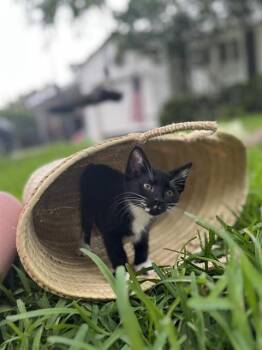 LEILA -  Domestic Short Hair Cat for Adoption in Ocala, Florida - LEILA | PetCurious