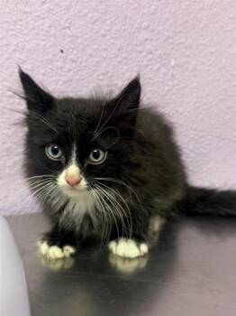 61804033 -  Domestic Medium Hair Cat for Adoption in El Paso, Texas - 61804033 | PetCurious