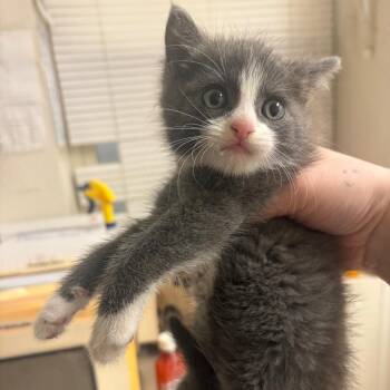 Bowie -  Domestic Short Hair Cat for Adoption in Pekin, Illinois - Bowie | PetCurious