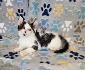 C.C. -  Domestic Short Hair Cat for Adoption in Wabash, Indiana - C.C. | PetCurious
