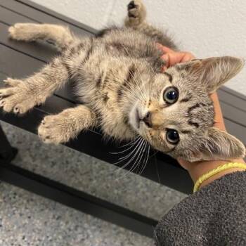 Periwinkle -  Domestic Short Hair Cat for Adoption in Dayton, Ohio - Periwinkle | PetCurious